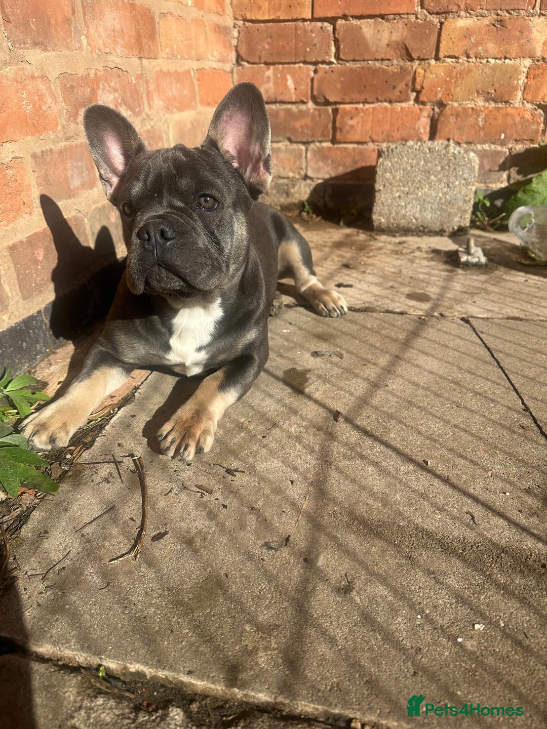 French Bulldog dogs for sale: French bulldog puppy Blue & Tan - Image 6