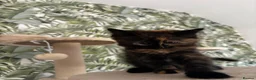 Mixed Breed cats for sale: Beautiful fluffy kitten looking for forever home - Advert 2