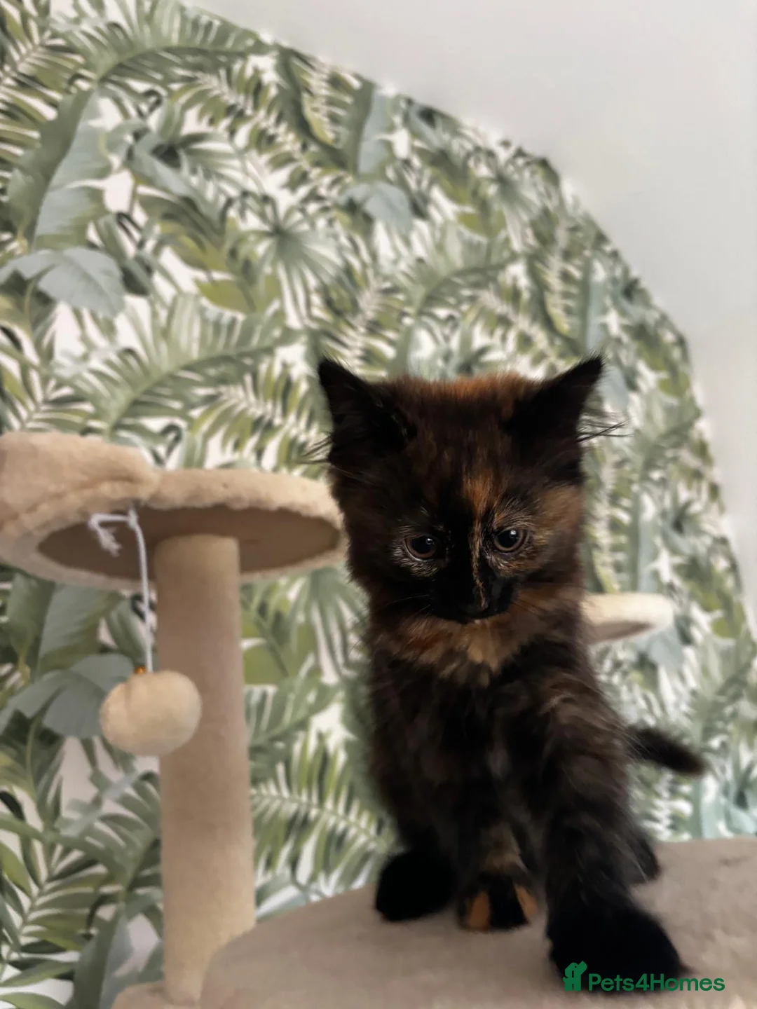 Mixed Breed cats for sale: Beautiful fluffy kitten looking for forever home - Advert 2