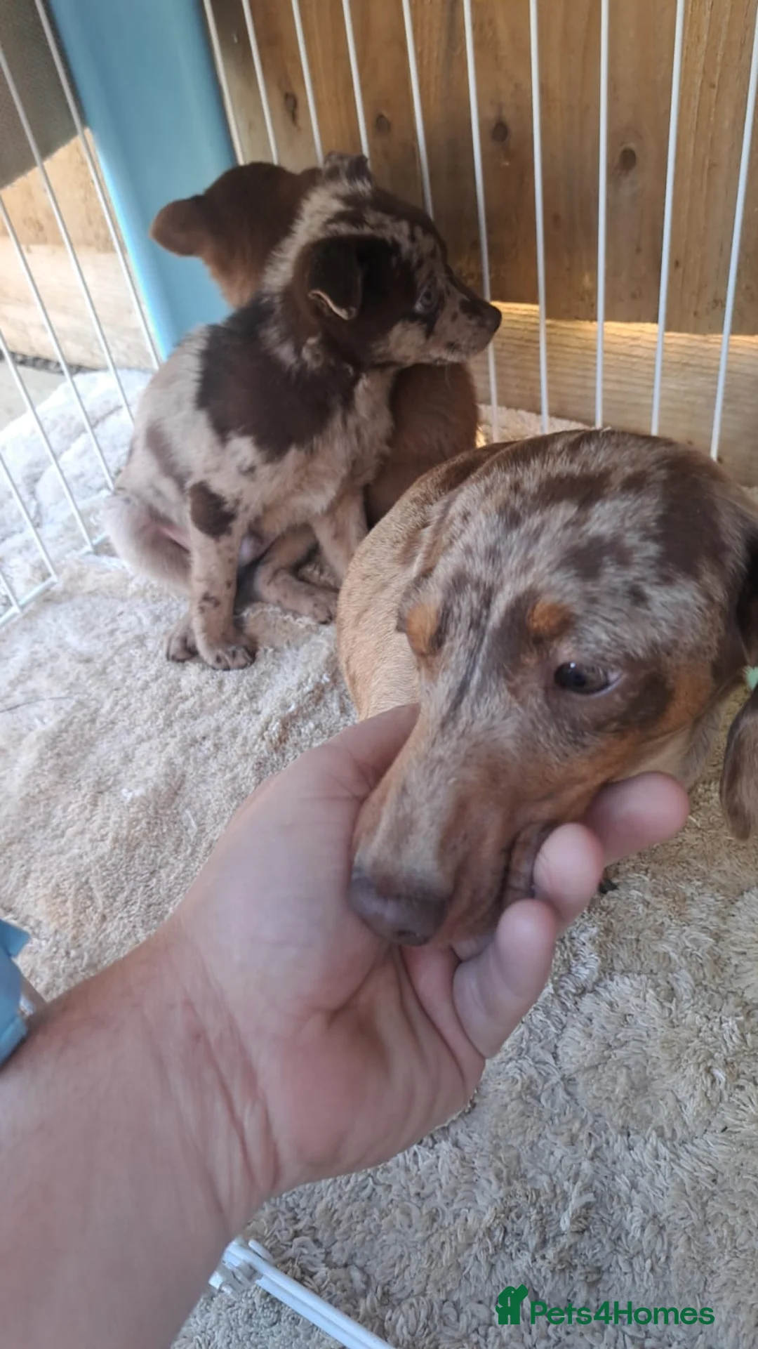 Mixed Breed dogs for sale: Beautiful fur babies in Newark - Advert 6