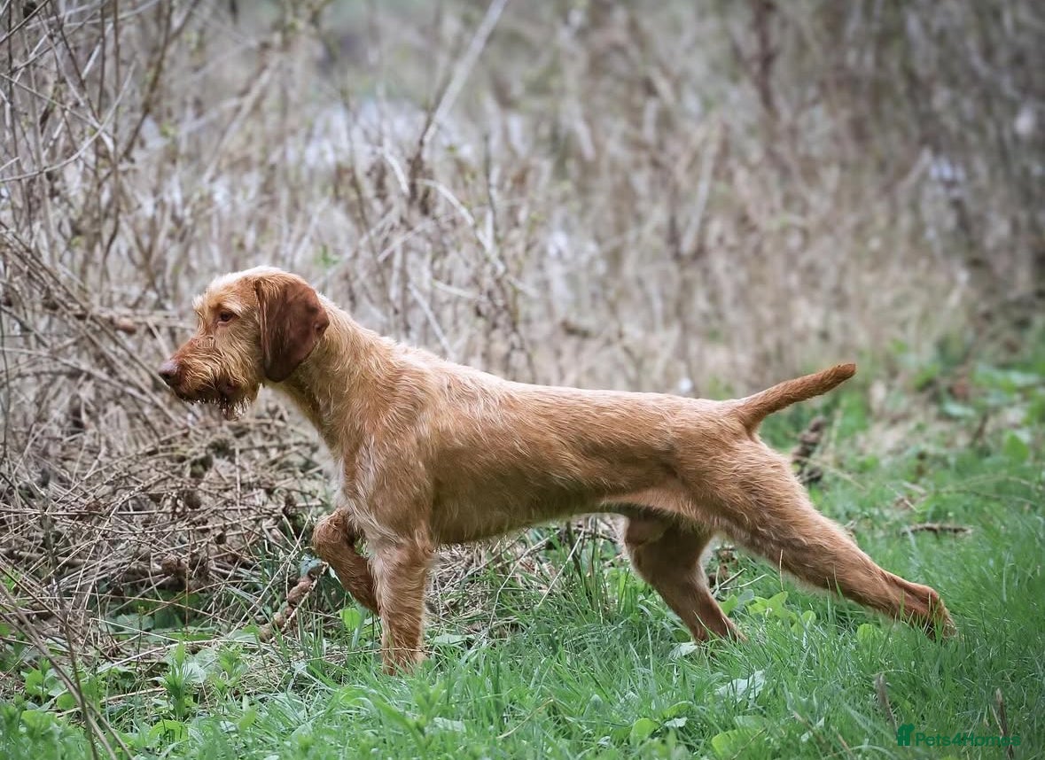 Hungarian Vizsla dogs Lovely, biddable and kind WIREHAIRED VISZLA STUD  in Durham - Advert 3