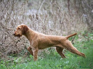 Hungarian Vizsla dogs Lovely, biddable and kind WIREHAIRED VISZLA STUD in Durham - Advert 19