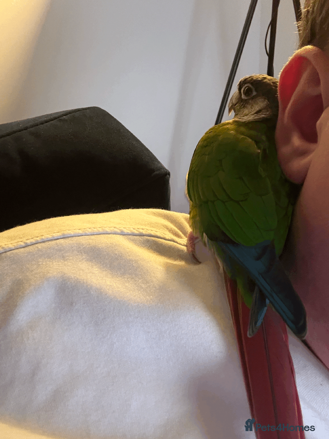 Conures birds for sale: Green Cheek Conure - Advert 6