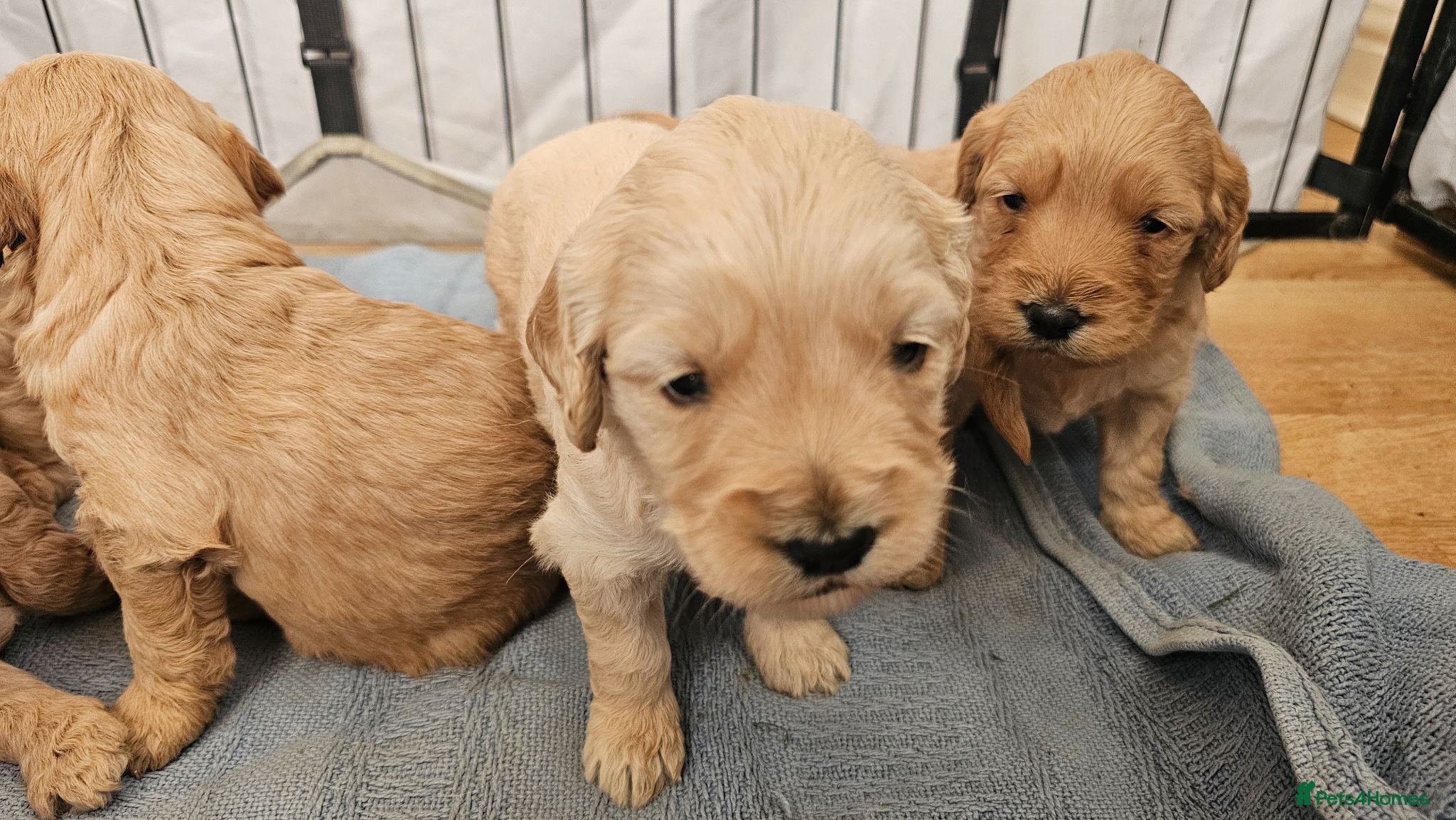 Mini Goldendoodle dogs Last Beautiful Mini Goldendoodle girl available - Advert 2