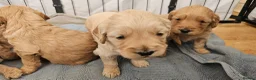 Mini Goldendoodle dogs for sale: Beautiful Mini Golden doodles available - Advert 15