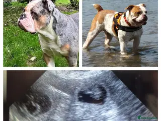 Olde English Bulldogge dogs 🔥 Due 9th of March! Olde English Bulldog puppies - Advert 11