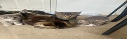 Mixed Breed cats for sale: Kittens tabbys  - Advert 9