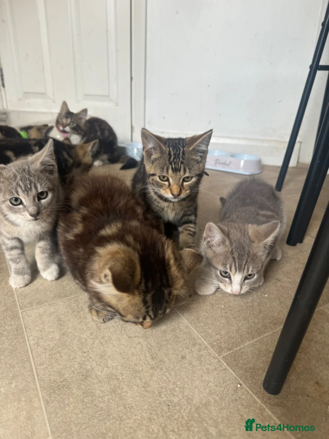 Mixed Breed cats for sale: Kittens tabbys  - Advert 9