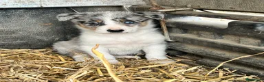 Border Collie Puppy 2