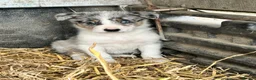 Border Collie dogs for sale: 4 beautiful border collie pups  - Advert 7