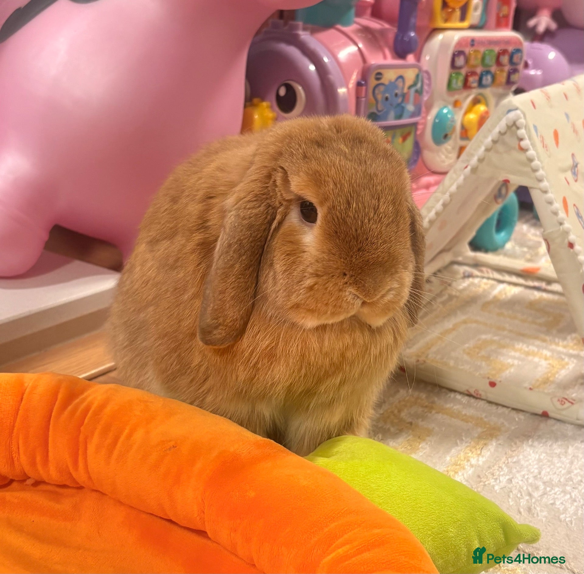 Mini Lop rabbits Pom - Mini Lop - Neutered Male Rabbit  - Advert 2