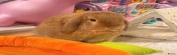 Mini Lop rabbits for sale: Pom - Mini Lop - Neutered Male Rabbit  - Advert 2