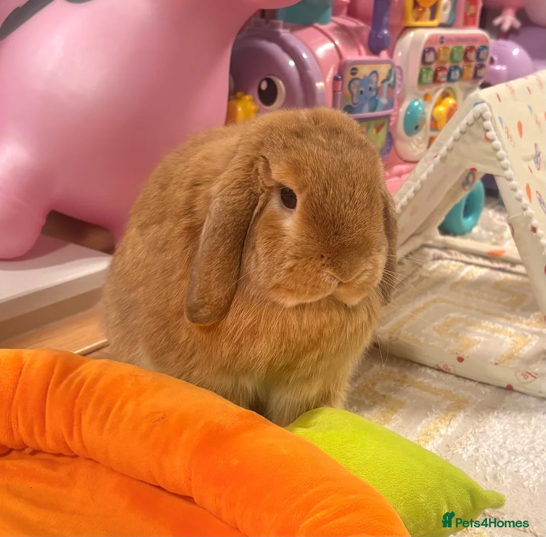 Mini Lop rabbits for sale: Pom - Mini Lop - Neutered Male Rabbit  - Advert 2
