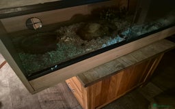 Corn Snake reptiles for sale: Corn snake and setup - Image 3