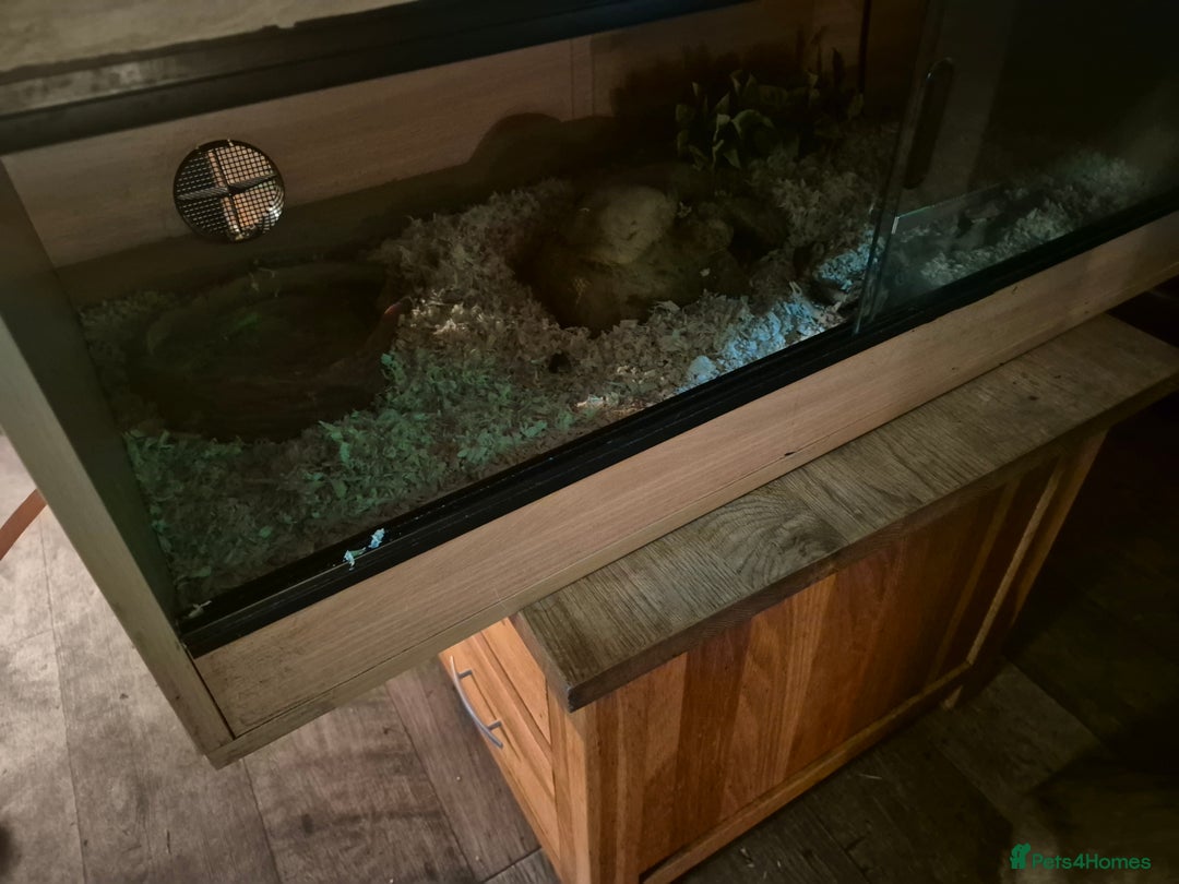 Corn Snake reptiles for sale: Corn snake and setup - Image 3