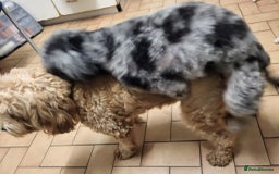 Cavapoo dogs for sale: F2 Cavapoo Gorgeous Babies!  - Image 9