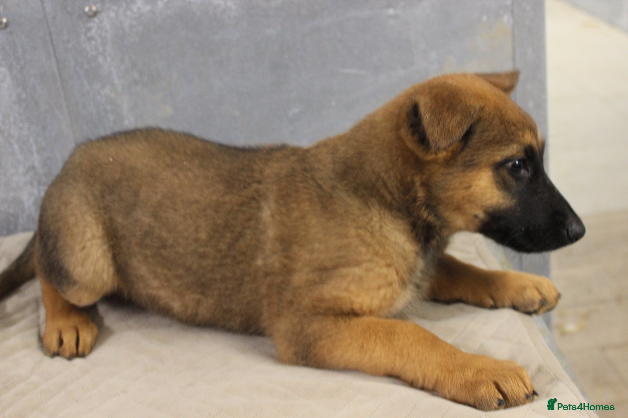 German Shepherd dogs for sale: German Shepherd Puppies  - Advert 26