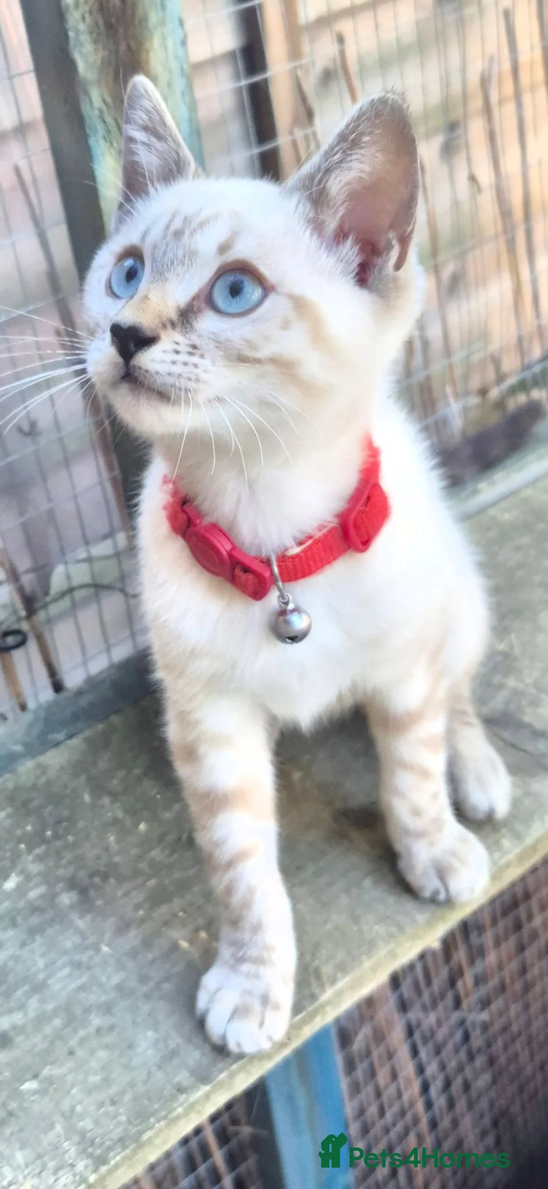 Bengal cats for sale: Bengal x Siamese Kittens  - Advert 2