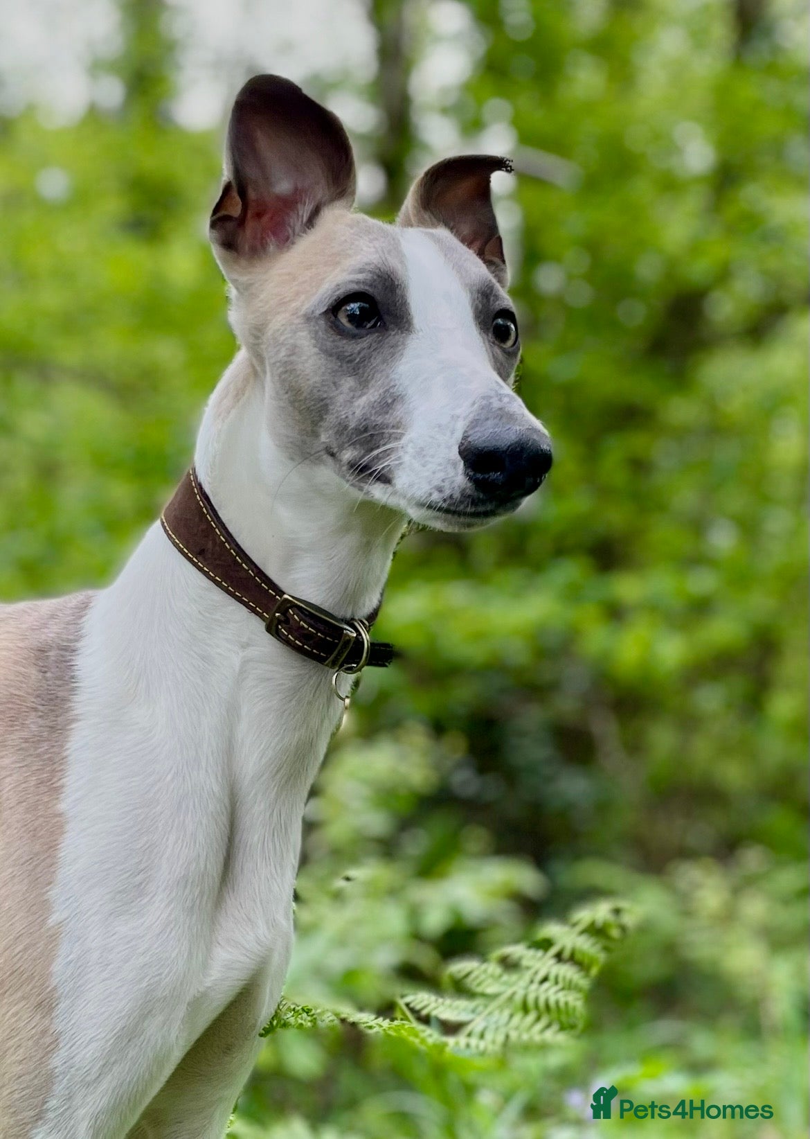 Whippet dogs Blue Fawn KC Registered Whippet available for stud - Advert 10