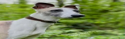 Whippet dogs for stud: Blue Fawn KC Registered Whippet available for stud - Advert 1