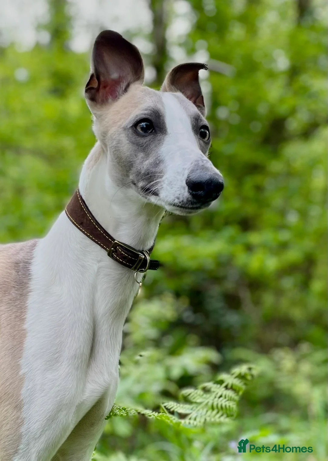 Whippet dogs for stud: Blue Fawn KC Registered Whippet available for stud - Advert 1