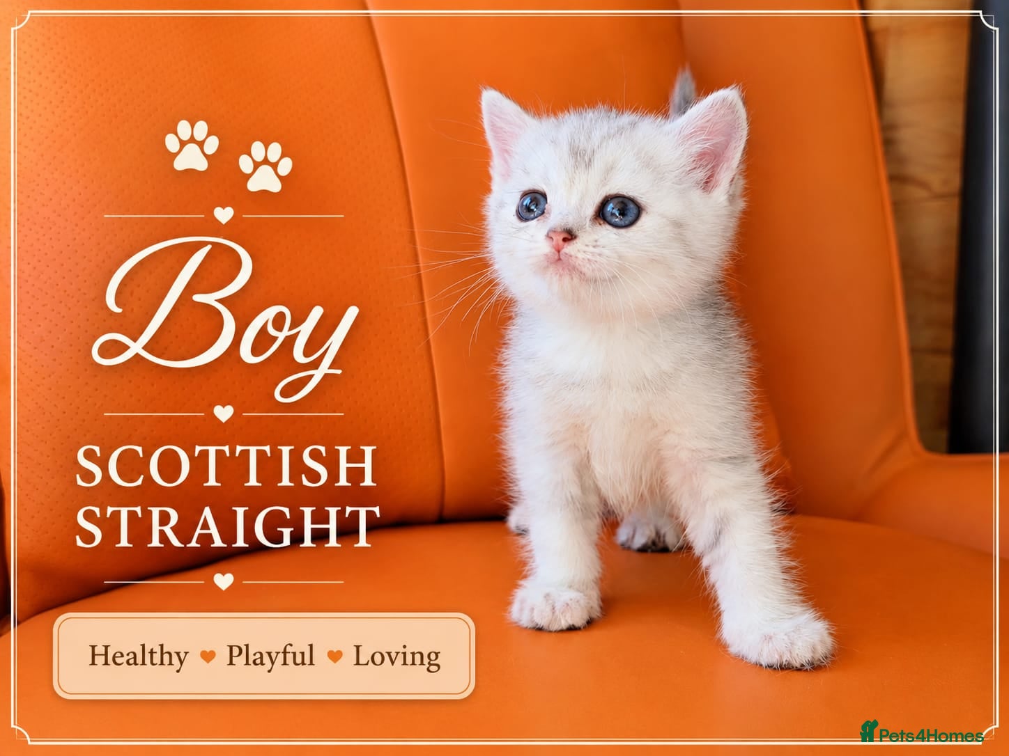 Scottish Fold cats for sale: Scotish Fold Kittens - Advert 15