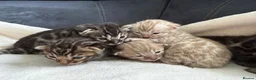 Bengal cats for sale: Bengal Kittens For Sale (6 Left) - Advert 15