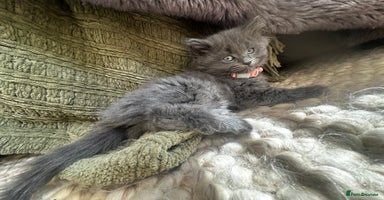 Ragdoll cats - Advert 9