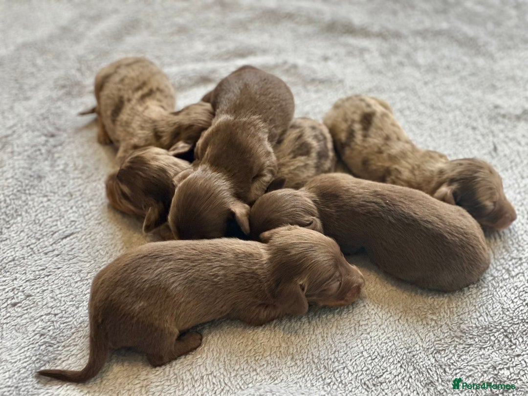Miniature Dachshund dogs for sale: Long haired dachshunds  - Image 3