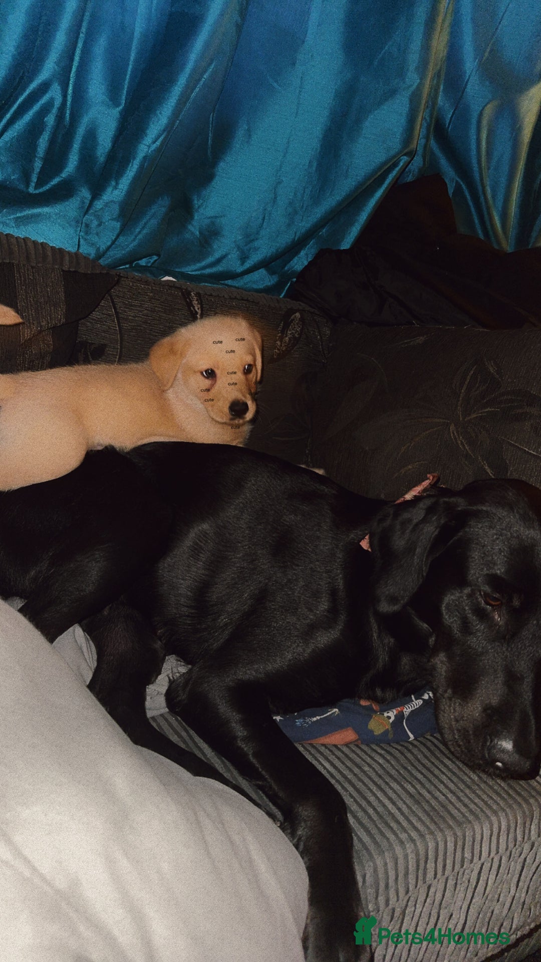 Labrador Retriever dogs for sale: White male lab - Advert 7