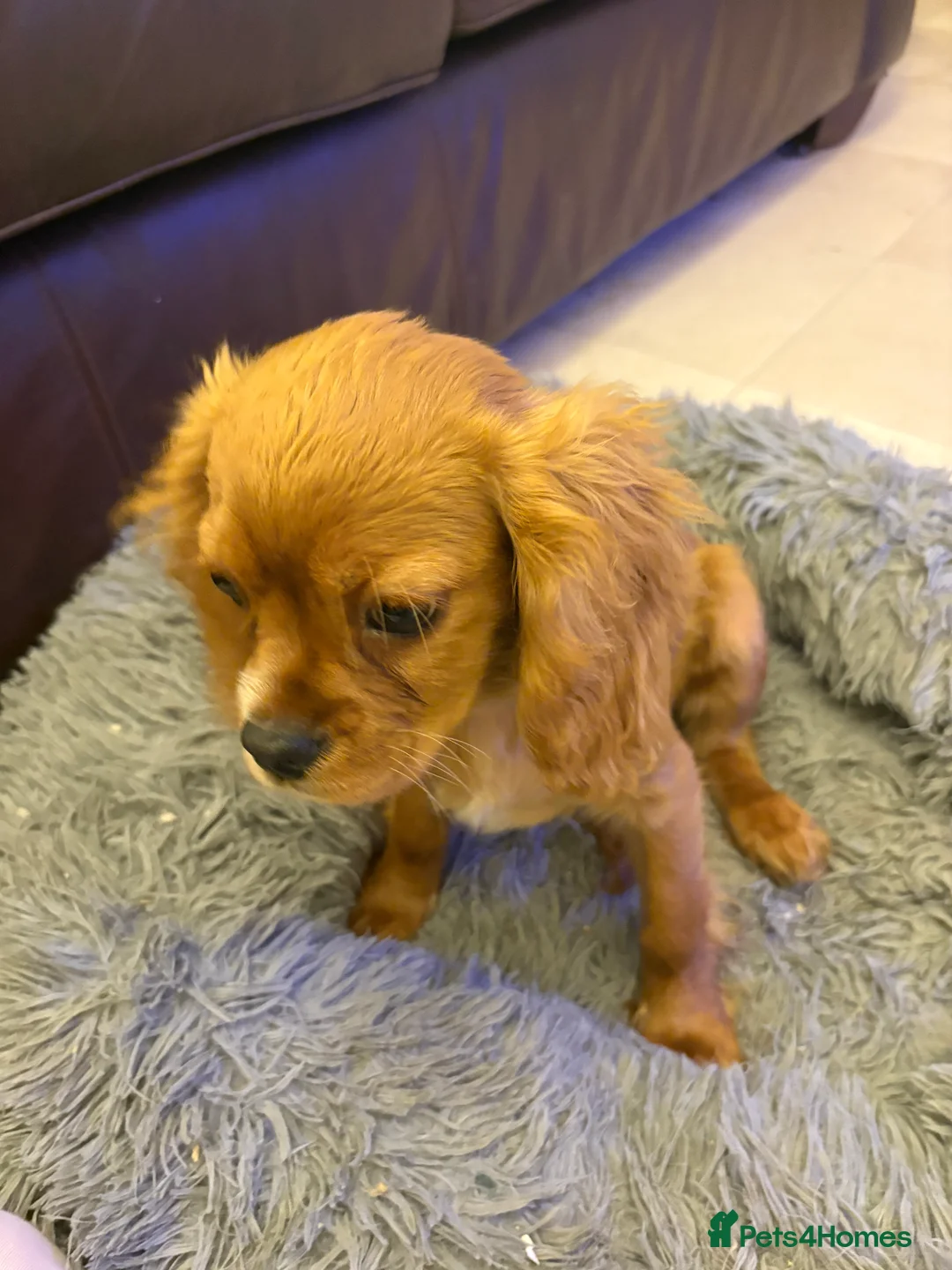 Cavalier King Charles Spaniel dogs for sale: 4 month old male King Charles spaniel for sale - Advert 5