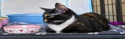 Domestic Shorthair cats for adoption: Jolyne - Adopt Cats in Crisis East London - Advert 3