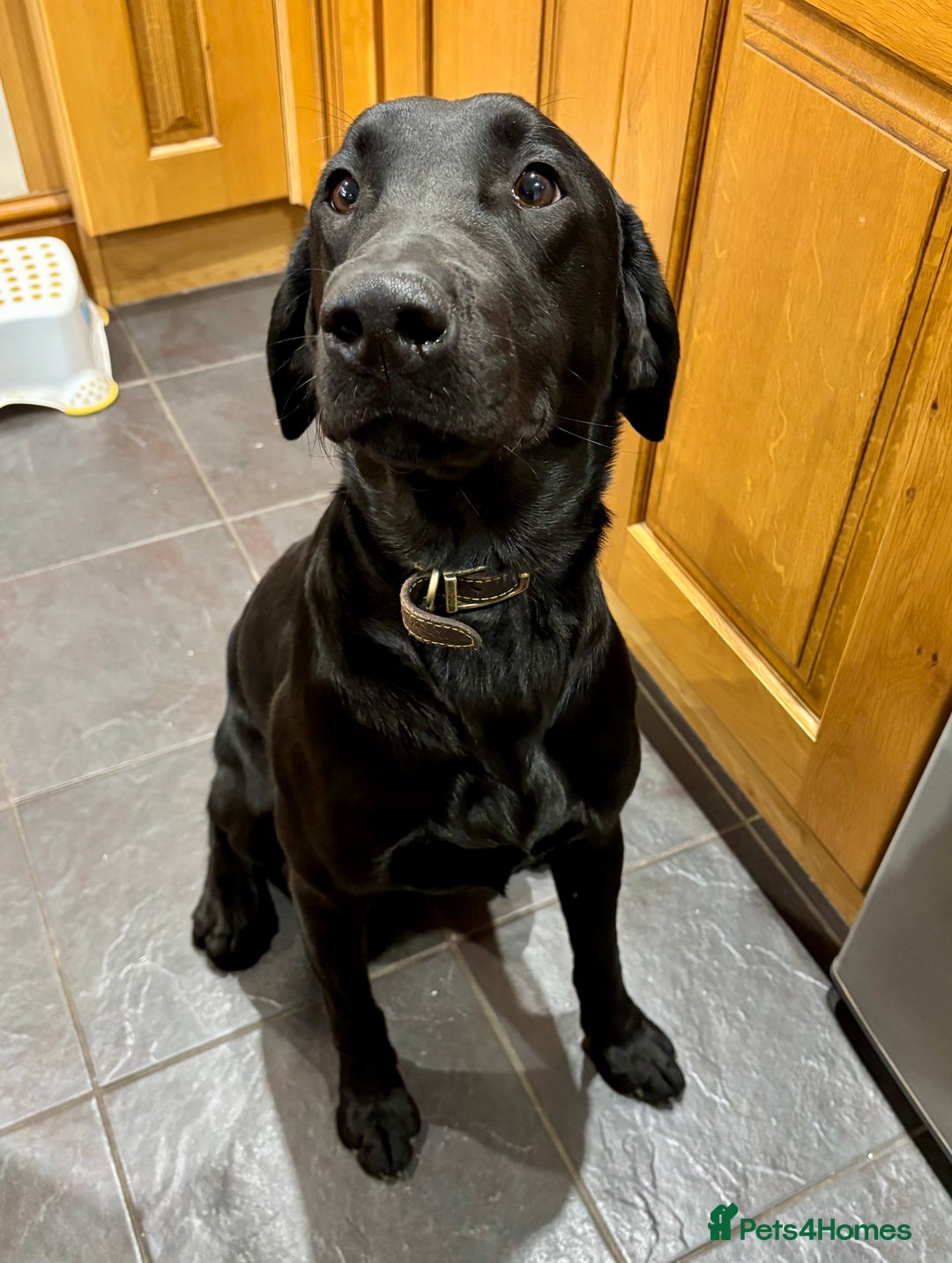 Labrador Retriever dogs for sale: Beautiful yellow & black Labrador pups (KC Reg) - Advert 4