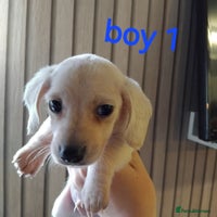 Miniature Dachshund dogs - Advert 8