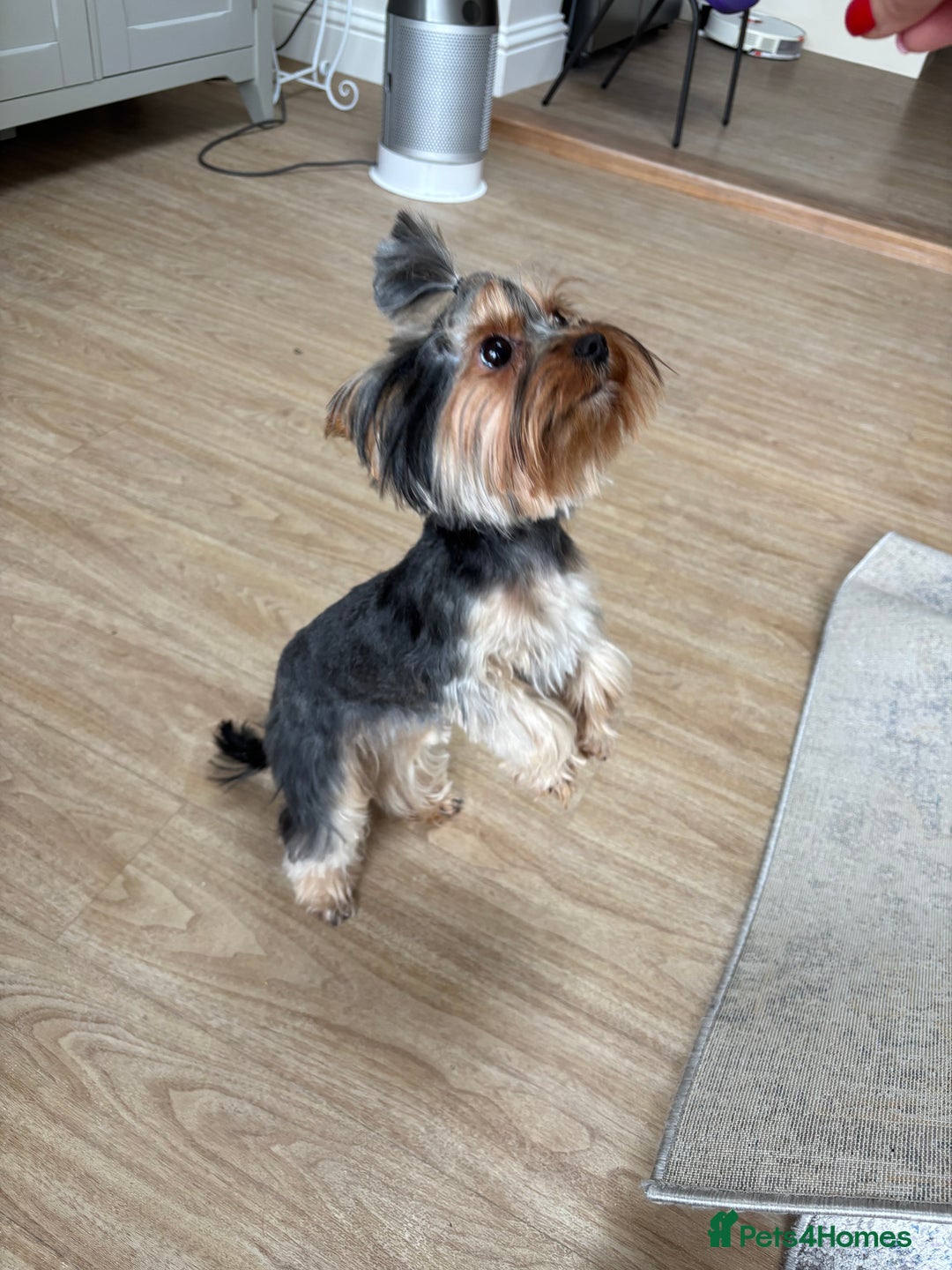 Yorkshire Terrier dogs for sale: ✨ Adorable Yorkshire Terrier Puppies  - Image 8