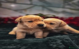 Labrador Retriever dogs for sale: Gorgeous Half Show KC Labrador Retriever Puppies - Advert 3