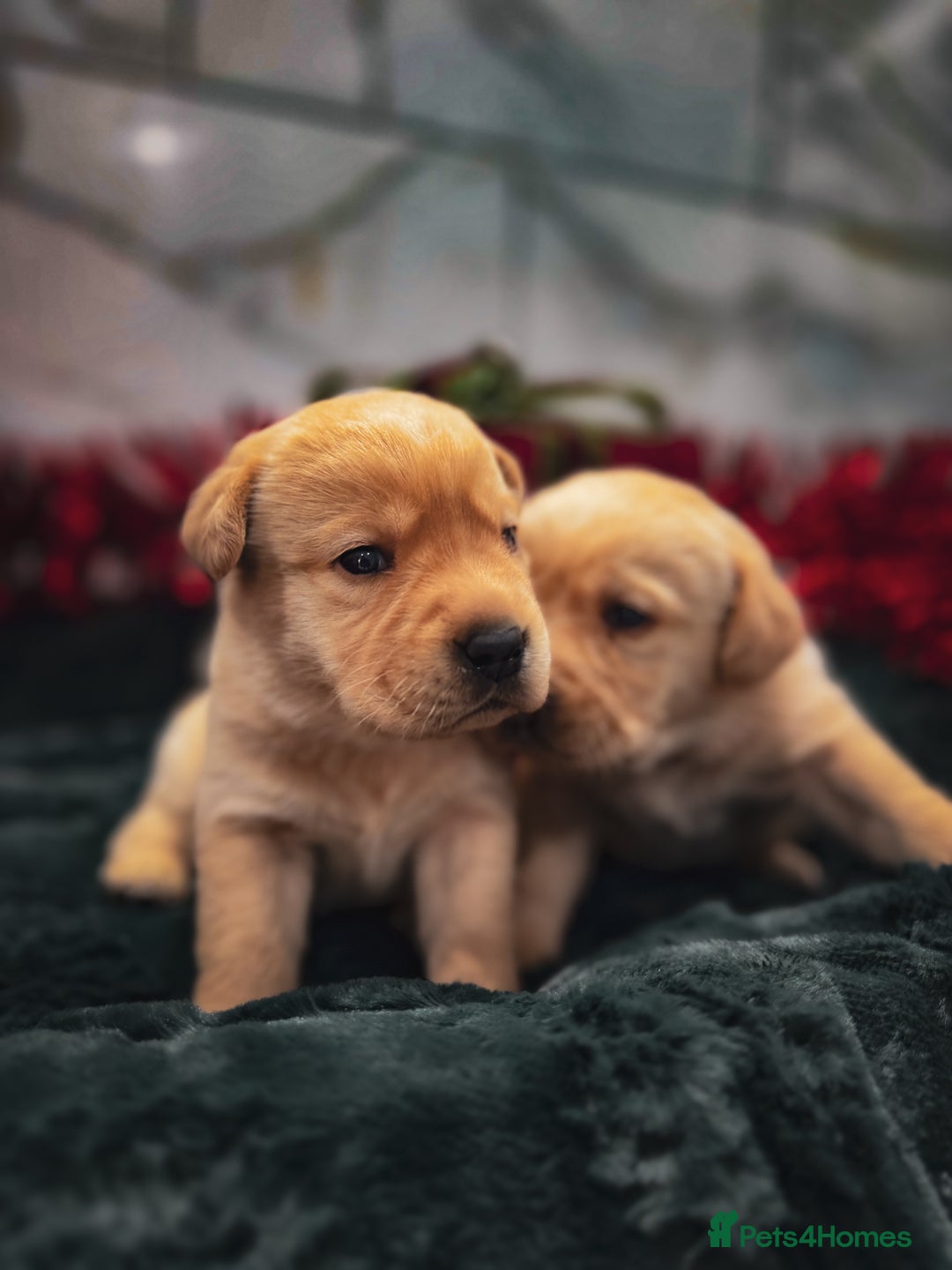 Labrador Retriever dogs for sale: Gorgeous Half Show KC Labrador Retriever Puppies - Advert 3