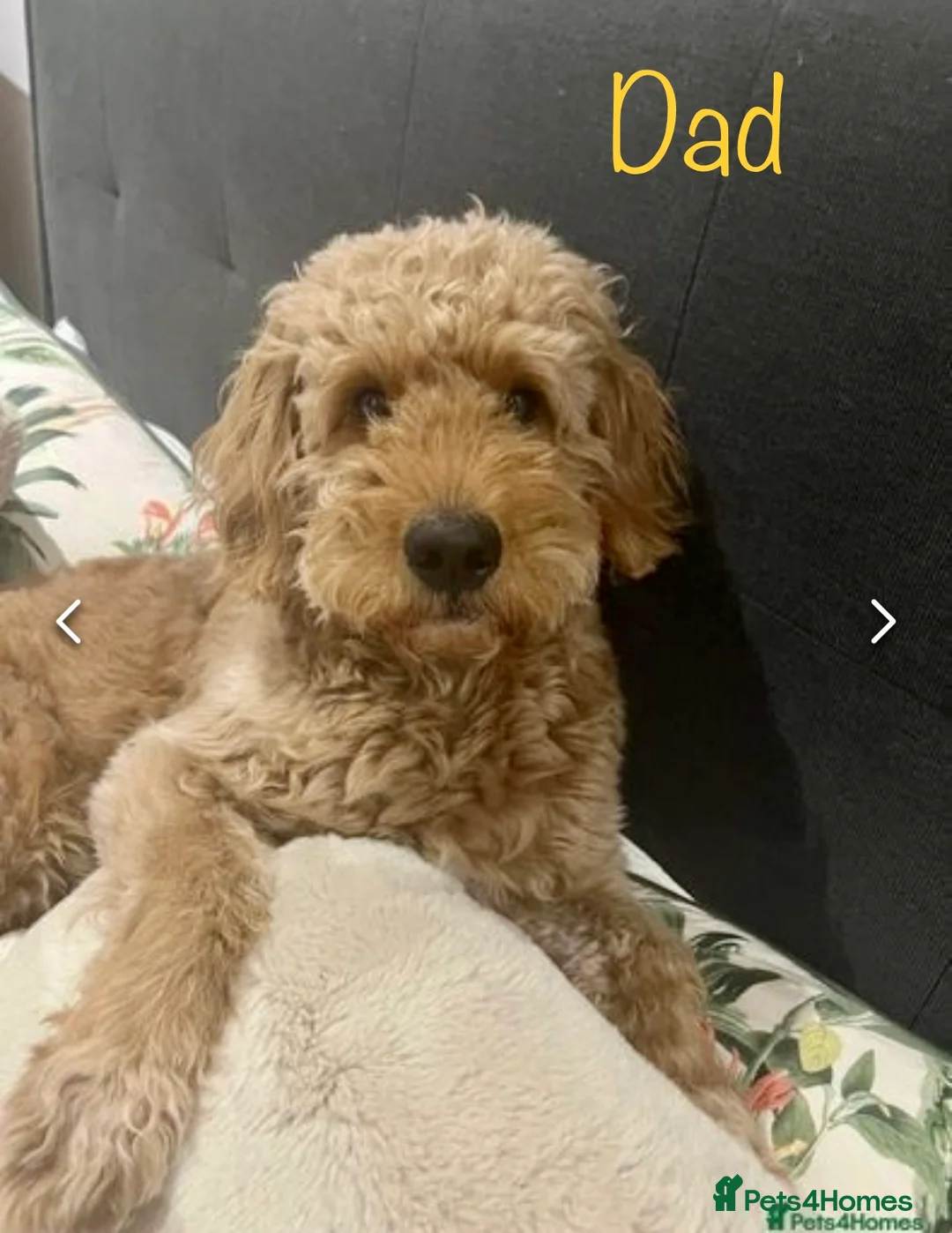 Mini Goldendoodle dogs for sale: 5★Miniature Goldendoodle Puppies-Waiting List Open - Advert 14
