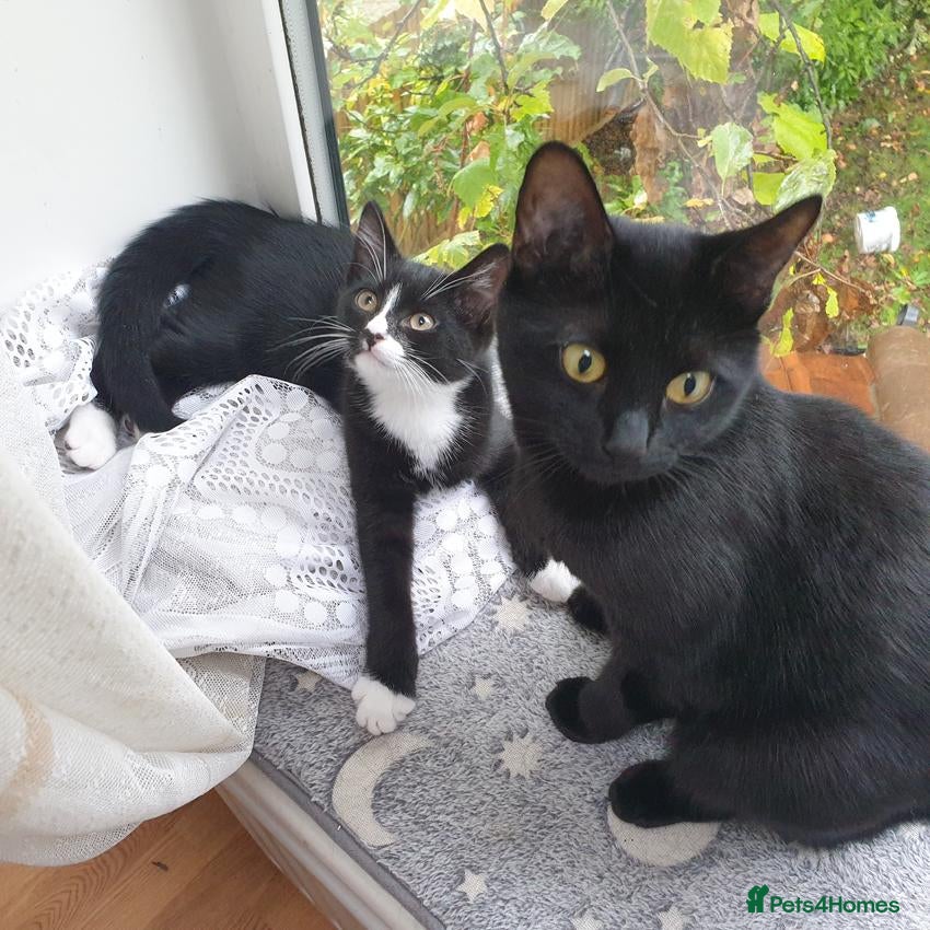 Mixed Breed cats Maestro - Advert 16