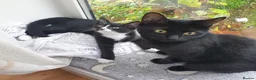 Mixed Breed cats for sale: Maestro in Surbiton - Advert 1