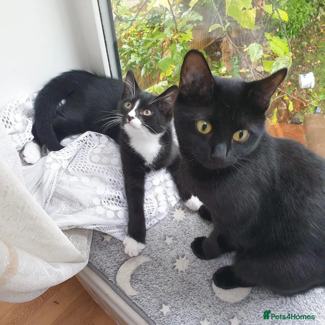 Mixed Breed cats for sale: Maestro in Surbiton - Advert 1