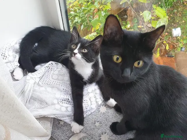 Mixed Breed cats Maestro - Advert 20