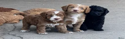 Cockapoo dogs for sale: Beautiful litter of cockapoo puppies - Advert 2