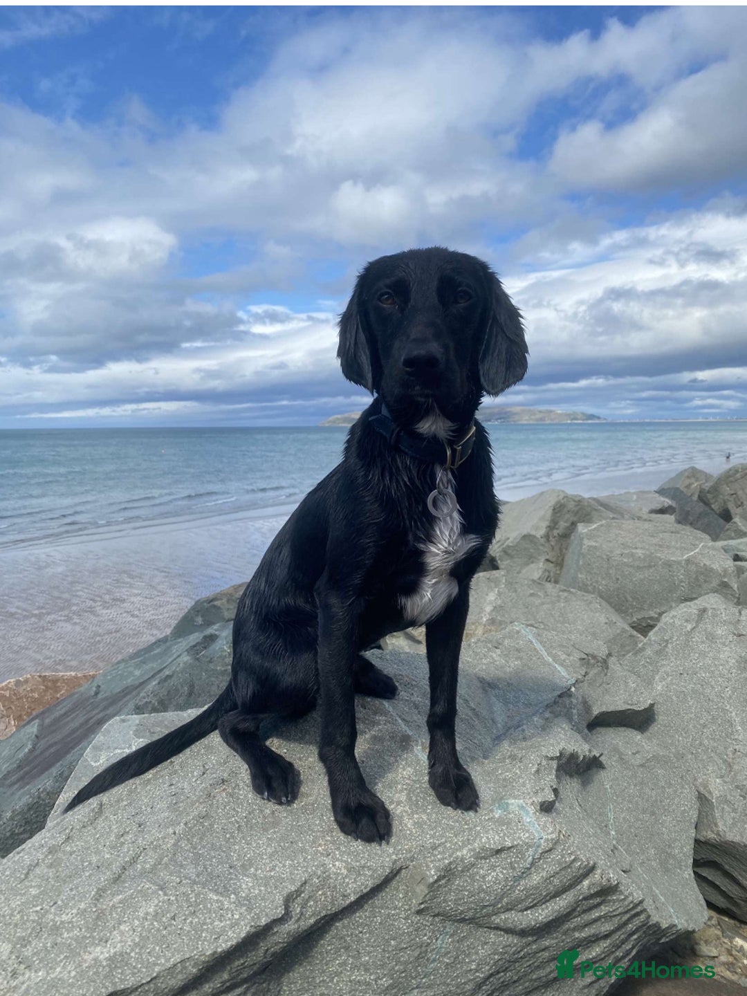 Cockerdor dogs for sale: male cockerdor for rehoming - Image 1
