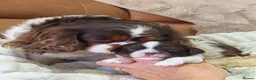Cavalier King Charles Spaniel dogs for sale: Gorgeous KC Reg Chocolate Tri Boy  in Southampton - Advert 6