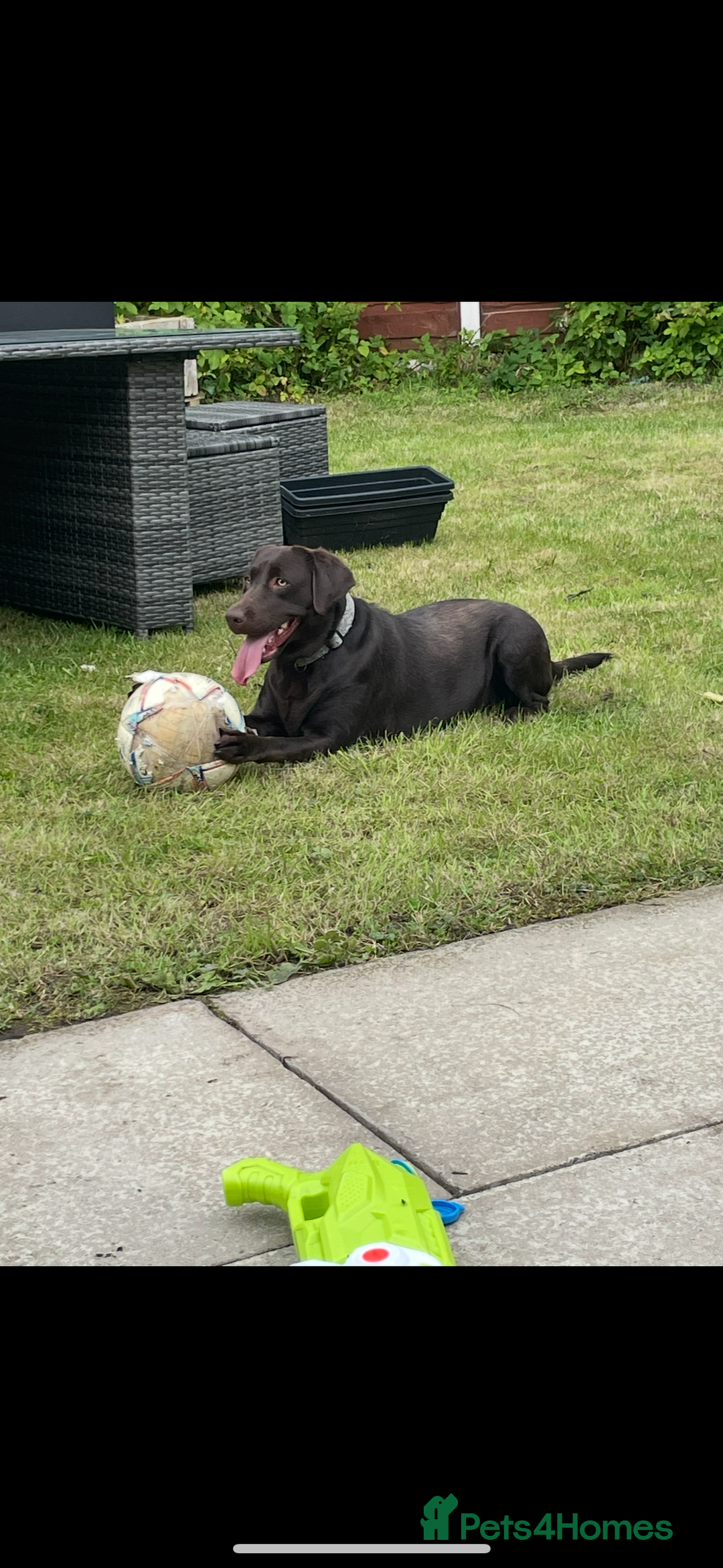 Labrador Retriever dogs for sale: Chocolate Lab Bitch  - Image 1