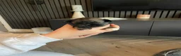 Lhasa Apso dogs for sale: Stunning Lhasa Apso Puppies for Sale  - Advert 16
