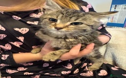 Mixed Breed cats for sale: Kittens 4 sale - Advert 10