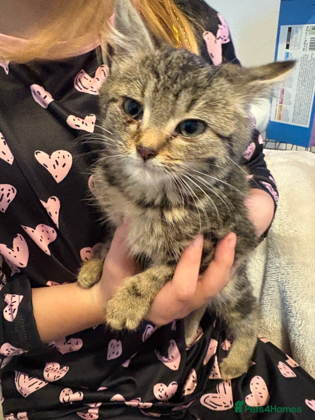 Mixed Breed cats for sale: Kittens 4 sale - Advert 10