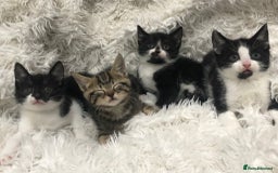 Mixed Breed cats for sale: Lovely kittens 8 weeks old  - Image 19